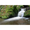 FOREST BROOK