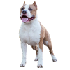 American Staffordshire Terrier