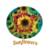Sunflowers inspired by nature