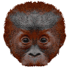 orangutan baby, affengesicht