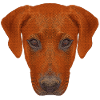 haustierkleidung herren, rhodesian ridgeback