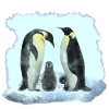 pinguinfamilie, süße vögel