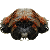 schoßhunde, shih tzu