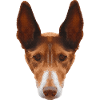 hundegrafik Damen, Podenco