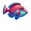 Hawaiian triggerfish Humuhumunukunukuapua'a