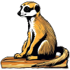 Cute meerkat