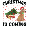 Noël arrive version chien