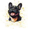 French Bulldog Is Cheerful