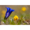Gentian