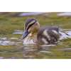 Duck chicks