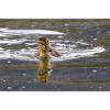 Duckling