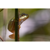 Tree frog