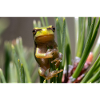 Tree frog