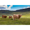 Scottish Highland cattle
