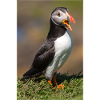 Puffin