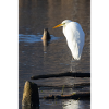 Great egret