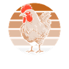 Chicken Hen