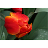 Fiery tulip freshness
