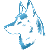 Malinois, Dog's Head, Drawing Blue