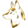 Malinois, dog head, drawing gold