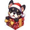 Frenchie Bully im Geschenkpaket