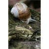 snail