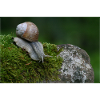 Snail on moss rock