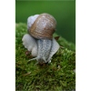Snail on moss – close-up