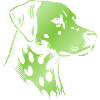 Dalmatian, dog head, drawing green