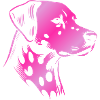 Dalmatian, dog head, drawing pink