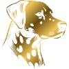 Dalmatian, dog head, drawing gold