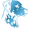 Dalmatian, dog head, drawing blue
