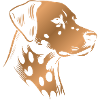 Dalmatian, Dog Head, Drawing bronze