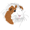Guinea pig