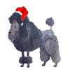 Caniche Noël