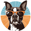 Boston Terrier