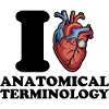 I love anatomical terminology