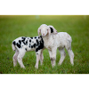 Lambs Black & White