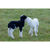 Lambs black and white