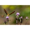 Silver-washed fritillary
