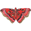 Butterfly - Mariposa