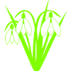 Snowdrops