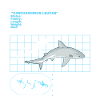 Bull Shark Data Sheet