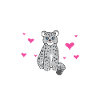 Snow leopard