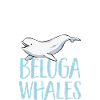Baleine blanche Béluga