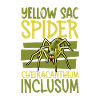 Echte Dornfinger Spinne