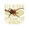 Red widow spider