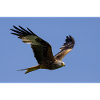 Red kite in flight