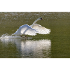 Swan landing