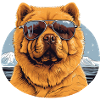 Chow Chow 2